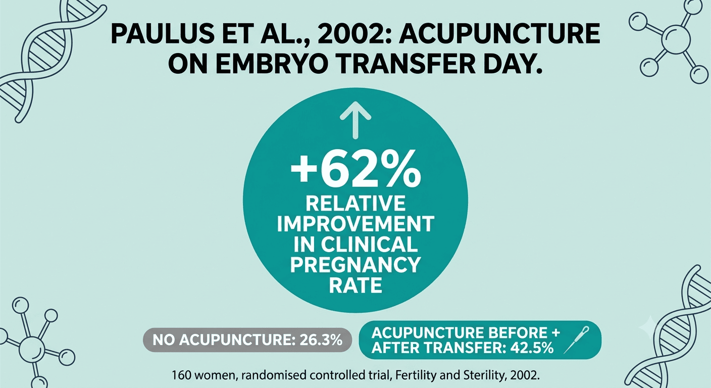 Infographic: Paulus 2002 study shows acupuncture on embryo transfer day increased clinical pregnancy rate from 26.3% to 42.5%, a 62% relative improvement
