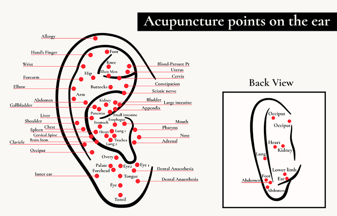 Comprehensive anatomical diagram of auricular acupuncture points on the human ear.